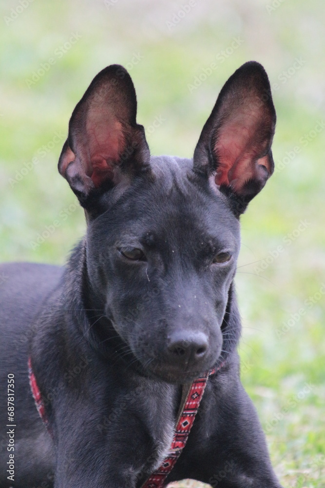 A small black puppy outside in the sunshine. the dog is 4 months old and is wearing a collar that is mostly red. A small black puppy outside in the sunshine. the dog is 4 months old and is wearing a collar that is mostly red.