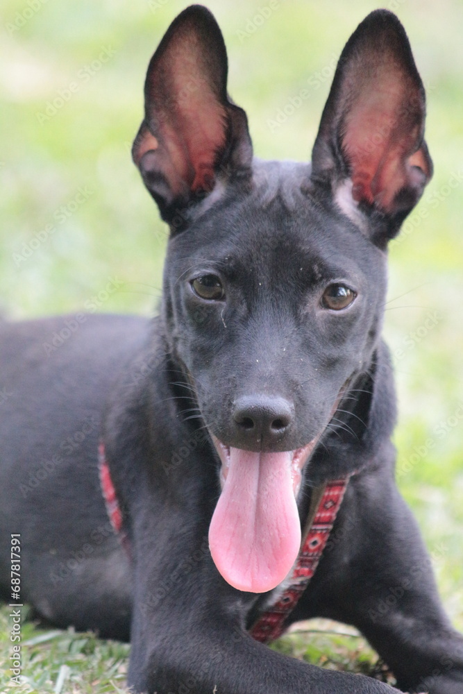 A small black puppy outside in the sunshine. the dog is 4 months old and is wearing a collar that is mostly red. 