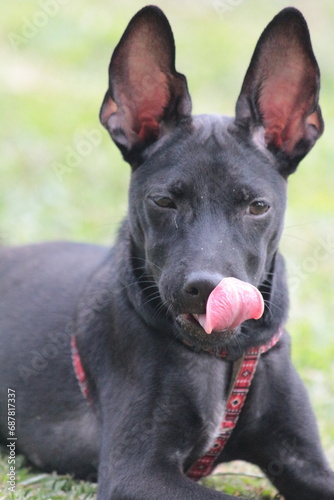 A small black puppy outside in the sunshine. the dog is 4 months old and is wearing a collar that is mostly red. 