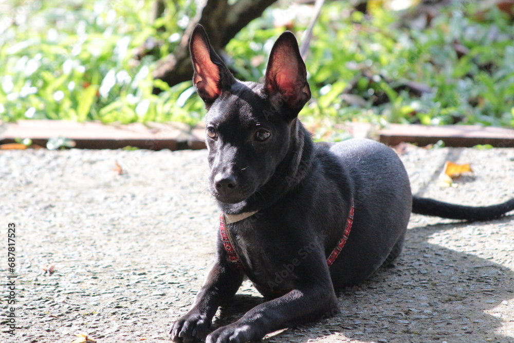 A small black puppy outside in the sunshine. the dog is 4 months old and is wearing a collar that is mostly red. A small black puppy outside in the sunshine. the dog is 4 months old and is wearing a collar that is mostly red.