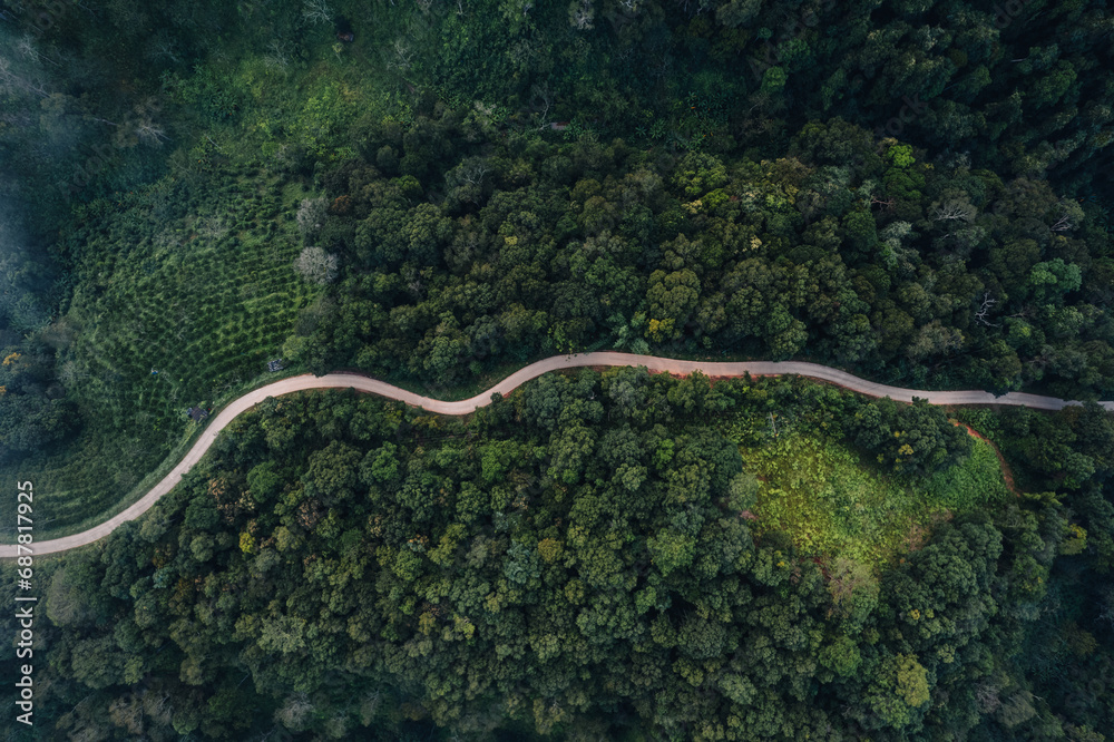 Aerial view of forest road