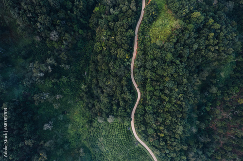 Aerial view of forest road