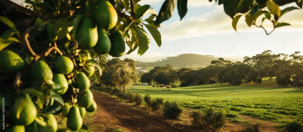Avocado farm in Western Australia, with organic practices. - obrazy, fototapety, plakaty 