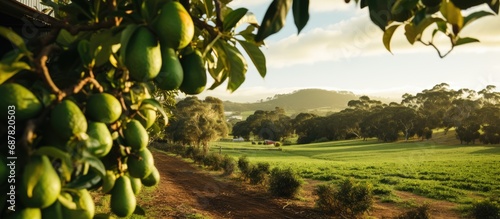 Avocado farm in Western Australia, with organic practices. photo