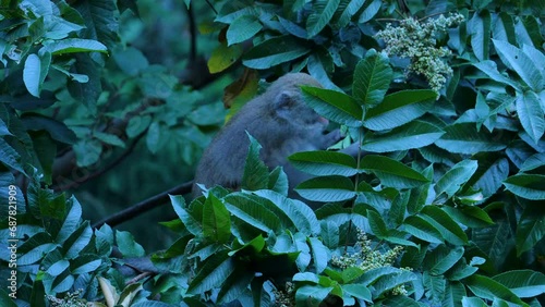 Taiwan macaque endemic primate from taiwan photo