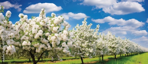 Apple trees in bloom in farm orchards in sunny Betuwe, Netherlands. photo