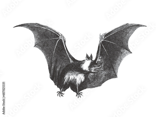 Vampire bat (Desmodus rotundus). Doodle sketch. Vintage vector illustration.