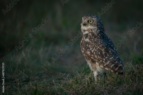 Burrowing owl (Athene cunicularia) on green grass at sunrise. 