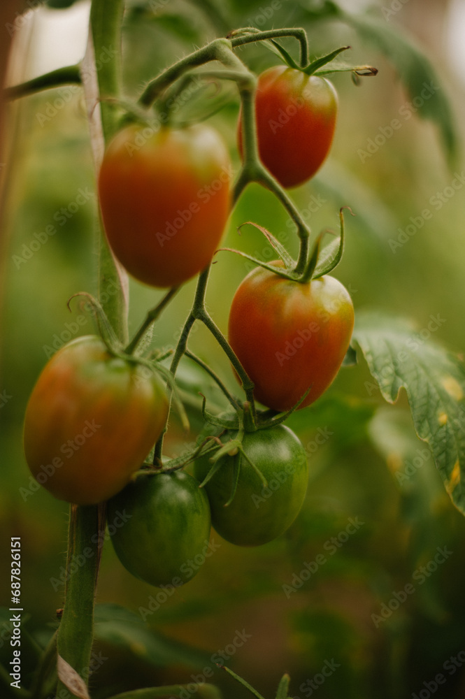 tomatoes on vine