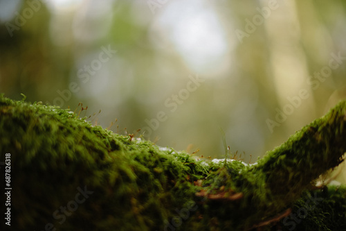 moss on a tree