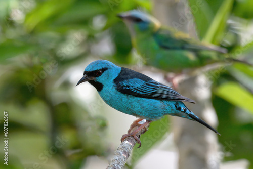 Male Blue Dacnis (Dacnis cayana) on a branch, Serra da Canastra National Park, Minas Gerais, Brazil