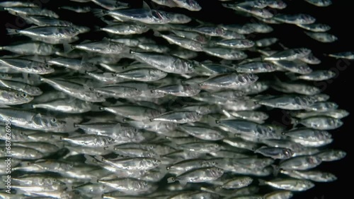 Large School of three spine sticklebacks swimming in the ocean. photo