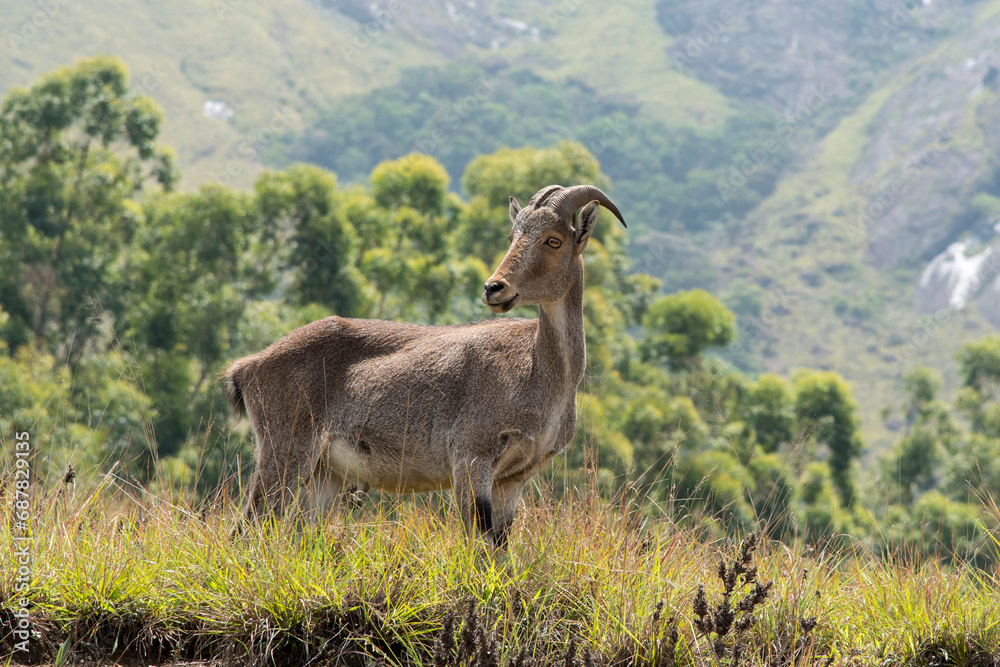 The Nilgiri Tahr standing in the tall grasses. Generally a native of the southern parts of India.