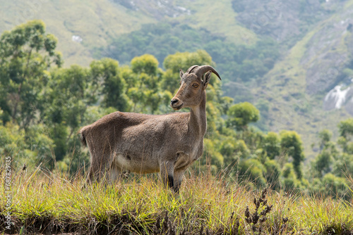 Obraz na płótnie The Nilgiri Tahr standing in the tall grasses. Generally a native of the southern parts of India. w salonie