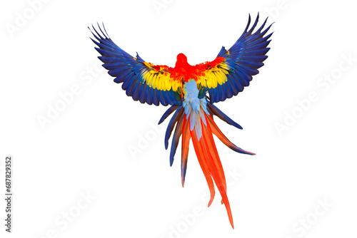 Beautiful feathers on the back of Scarlet Macaw parrot isolated on transparent background png file