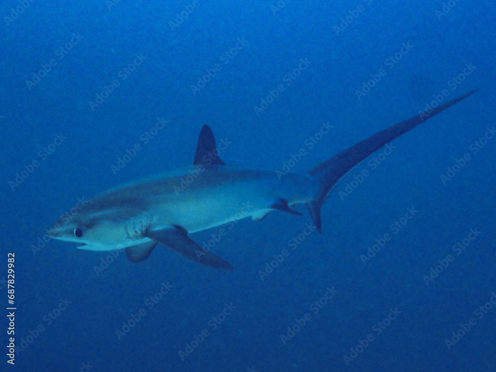 Fototapeta premium Sparking Eyes of Thresher Shark