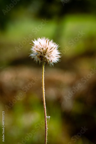 mystic Dry small grass flower selective focused 