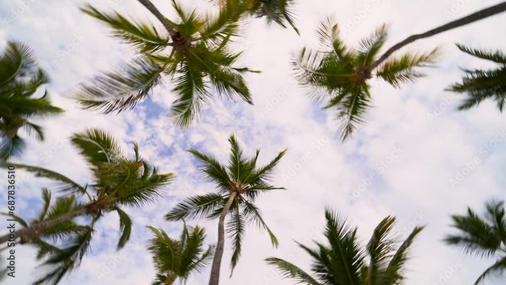 Palm trees under a blue sky with clouds. shot upward orbit. Cinematic shot. towards the sky