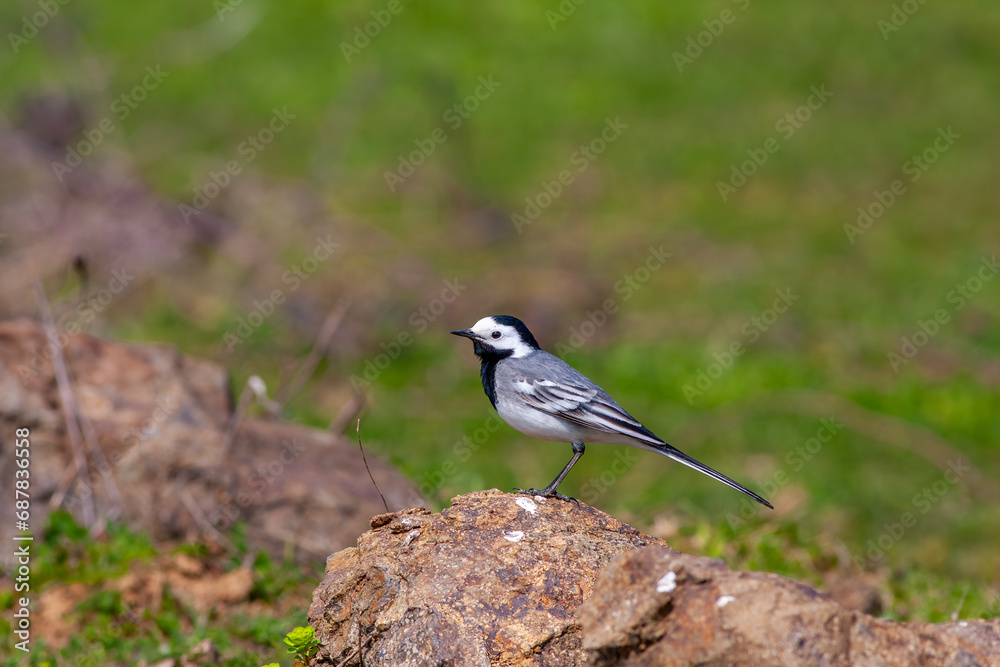 Obraz premium little bird on the grass, White Wagtail, Motacilla alba