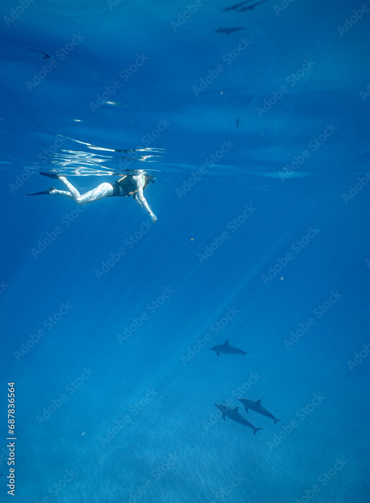 Obraz premium Wild Hawaiian Spinner Dolphins in Clear Blue Water off Oahu 