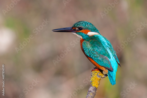 colorful bird spying on its prey on dry branch,Common Kingfisher, Alcedo atthis © kenan