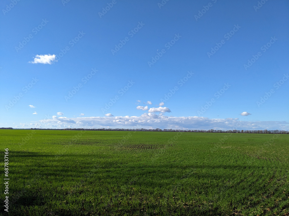 field with green wheat shoots