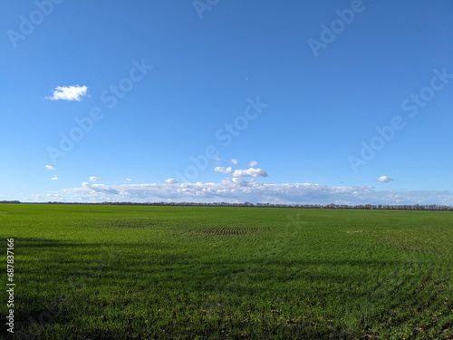 field with green wheat shoots