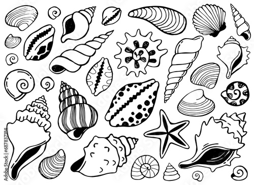 Hand drawn doodle illustrations with seashells. Collection of shell, sink, kauri and starfish. Line art tropical sea elements, marine life. photo