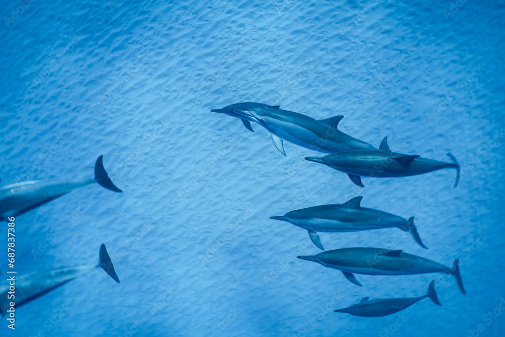 Naklejka premium Wild Hawaiian Spinner Dolphins in Clear Blue Water off Oahu 