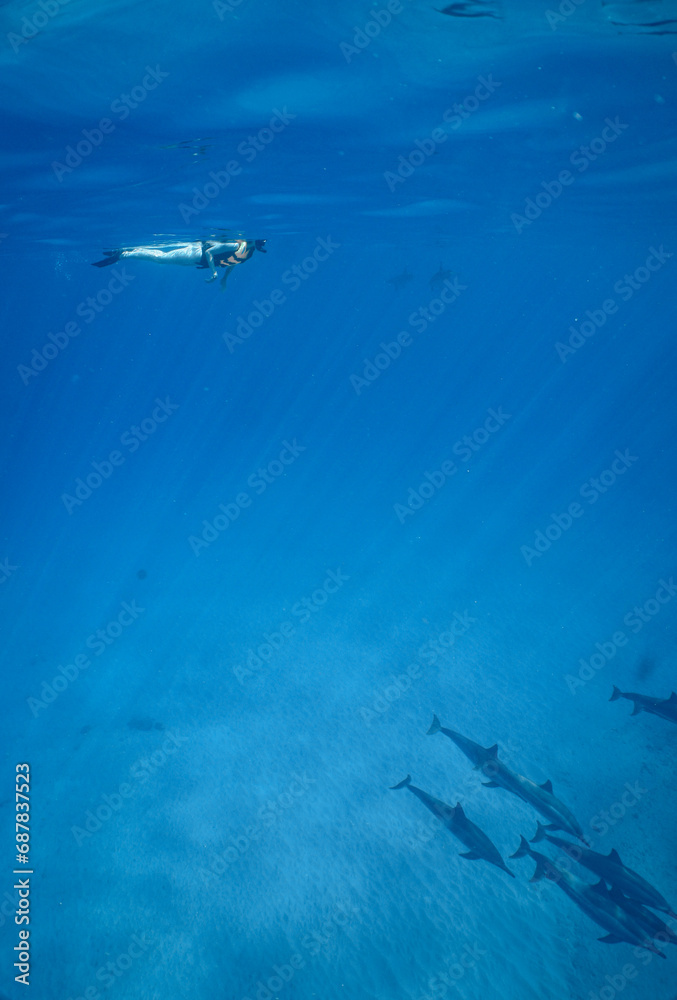 Naklejka premium Wild Hawaiian Spinner Dolphins in Clear Blue Water off Oahu 