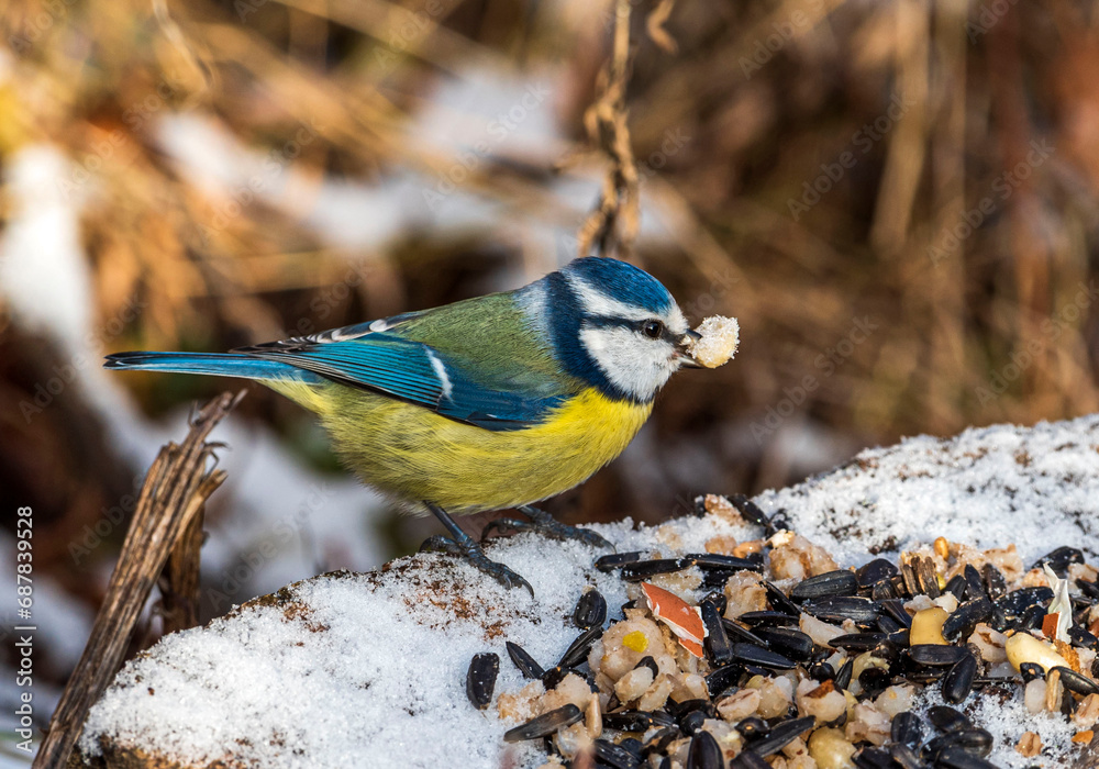 Obraz premium A blue tit songbird with a peanut in its beak stands on a stump feeder on a clear late autumn day.