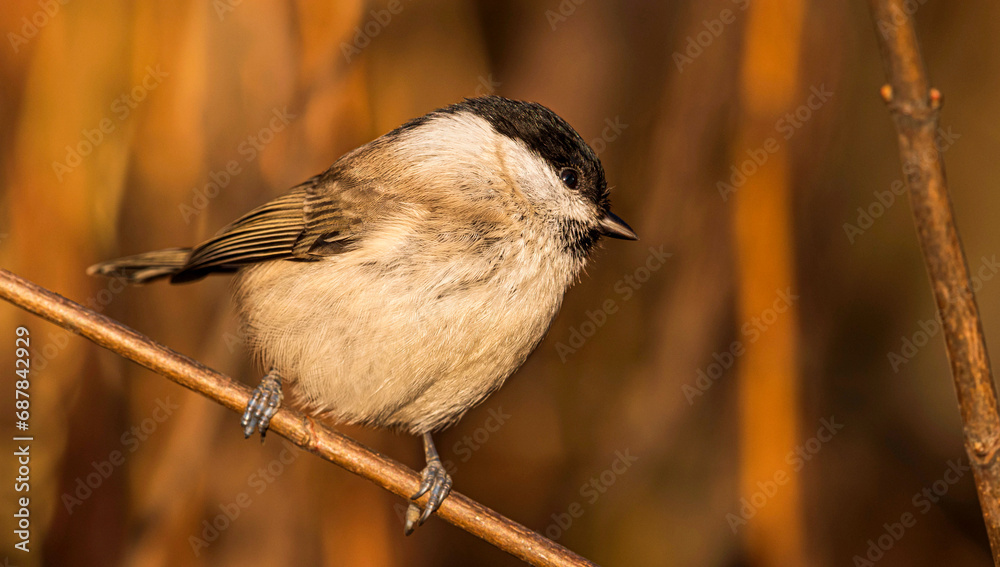 Obraz premium A Marsh Tit songbird sits on a branch among the withered yellow foliage of bushes on a clear autumn evening.