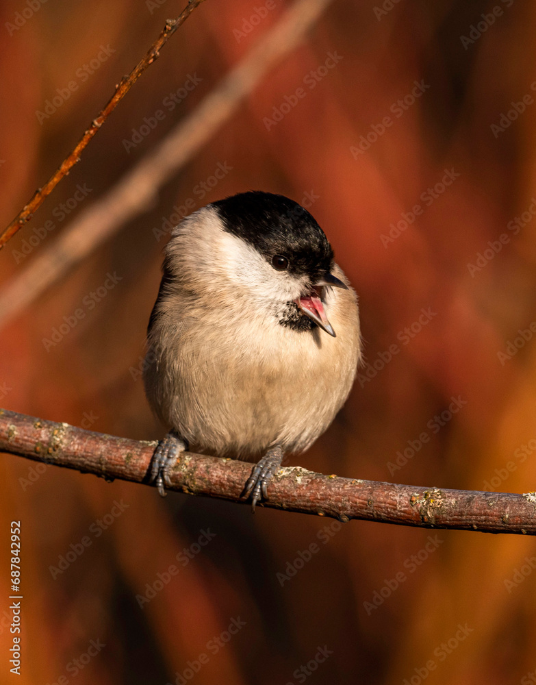 Naklejka premium A songbird Marsh Tit sits on a branch and sings in a thicket of bushes with red branches on a clear late autumn evening.