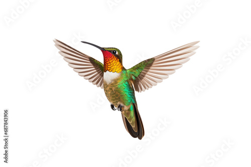 Hummingbird Wonder on transparent background PNG