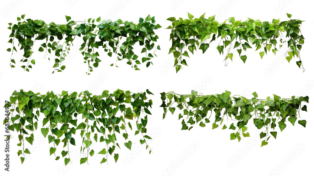 Collection of PNG. Green leaves Javanese treebine or Grape ivy. Jungle vine hanging ivy plant bush isolated on a transparent background. - obrazy, fototapety, plakaty 