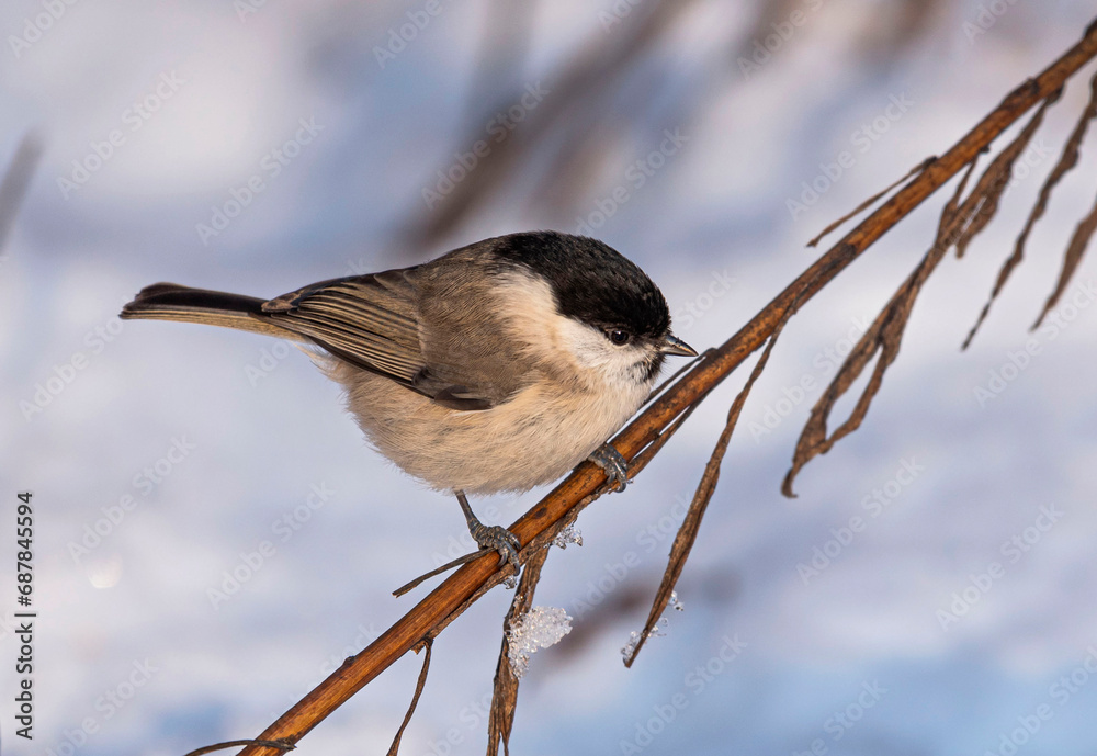 Fototapeta premium A marsh tit songbird sits on a stalk of withered grass above a snowdrift on a sunny winter day.
