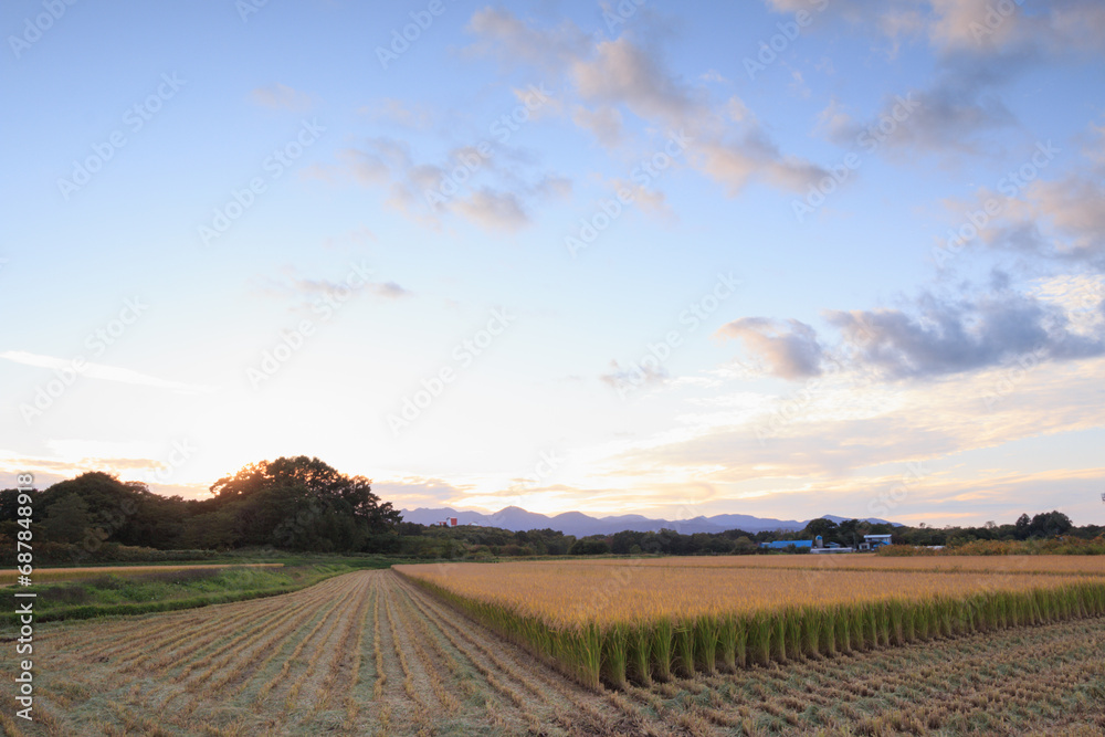 Part harvested Japanese rice paddy on autumn evening