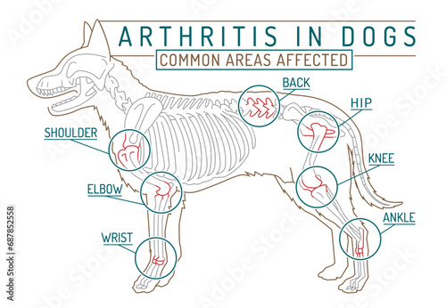Arthritis, osteoarthritis in dogs. Common disease. Veterinarian infographic photo