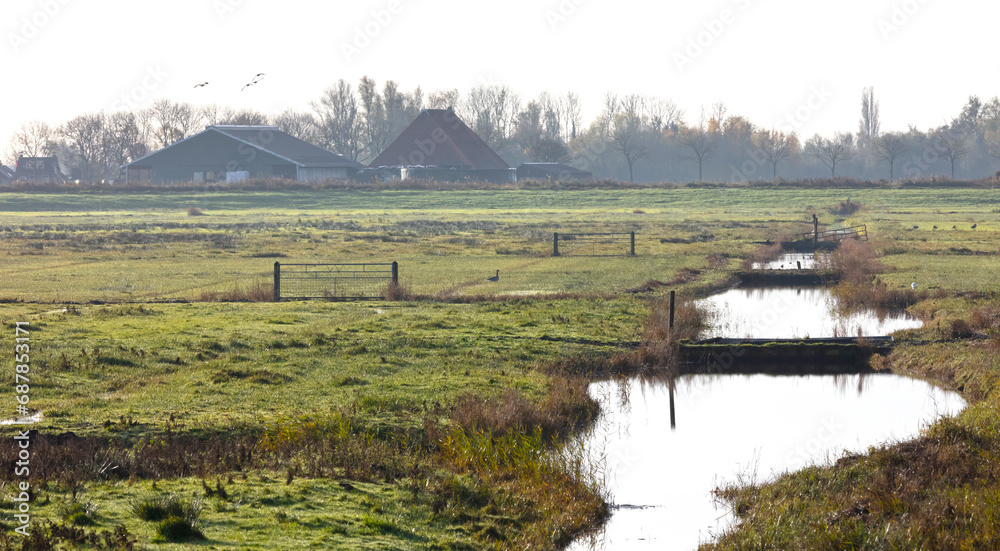 Obraz premium Typical dutch landscape; a farm with grasslands in front