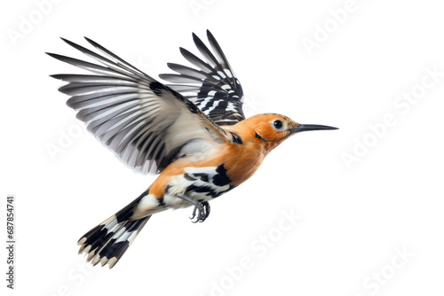 Animal Graceful Flight Hoopoes Aerial Elegance on a White or Clear Surface PNG Transparent Background