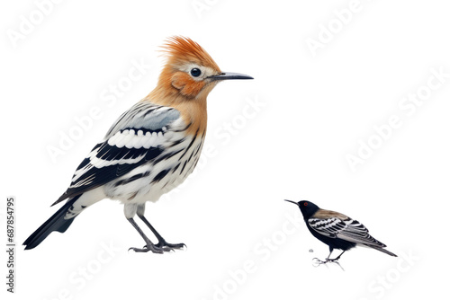 Animal Flight of Elegance Graceful Hoopoe on a White or Clear Surface PNG Transparent Background