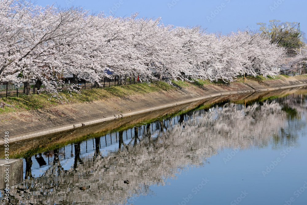 Fototapeta premium cherry blossoms