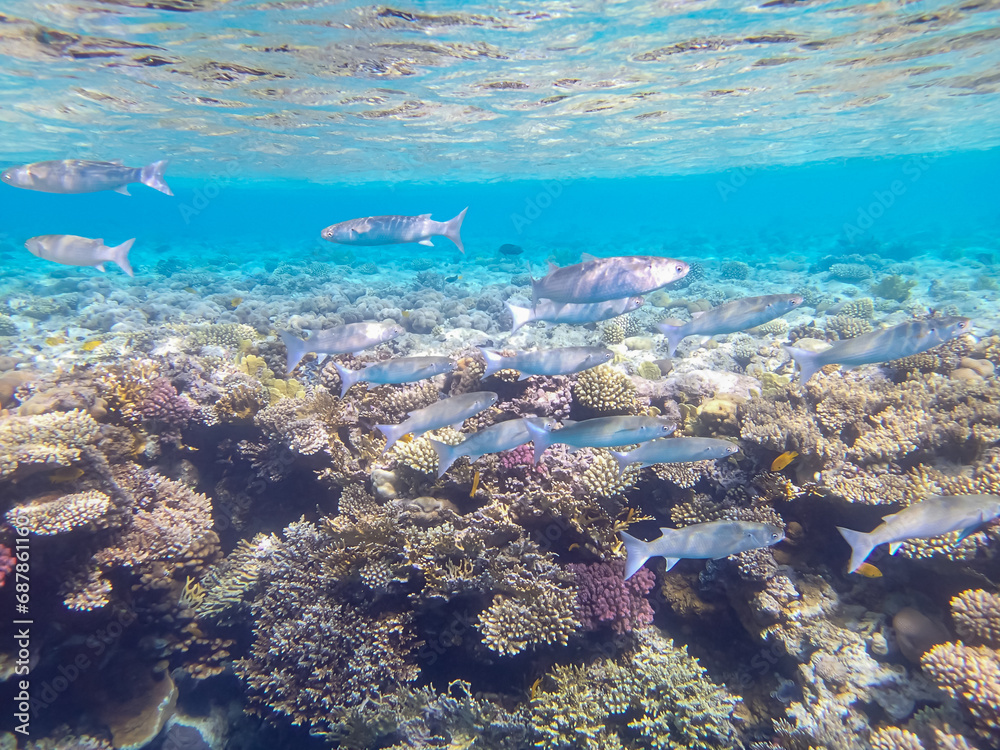Fototapeta premium Fabulously beautiful inhabitants of the coral reef of the Red Sea