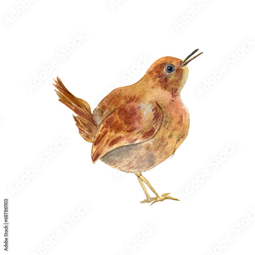 Watercolor illustration jenny wren forest bird isolated on white background. Hand drawn tiny songbird in bright colors. Painted Carolina wren. Cute American, Eurasian native little bird