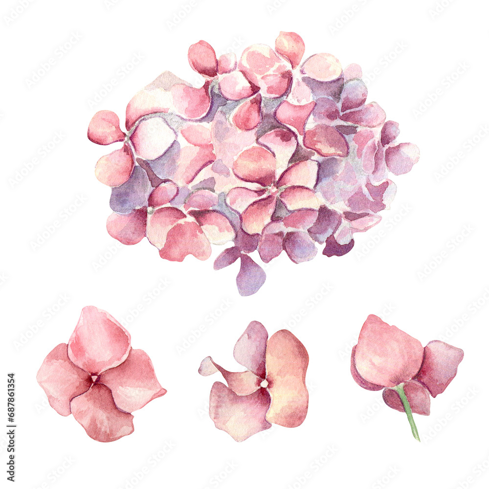 Watercolor illustration set of pink hydrangea isolated on white background. Painted floral set of flowers in gentle colors. Wedding elements with light flowers. Design Easter card, mothers day