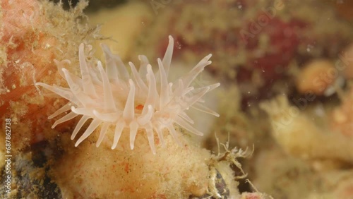 Young sea anemone Stomphia coccinea, order Actiniaria. Predator, catches food with tentacles. White Sea photo