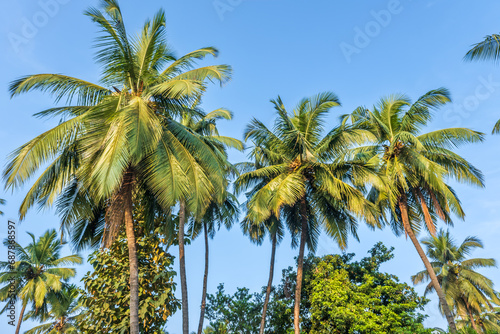 silhouettes of coconut trees palms against the blue sky of India with sunset