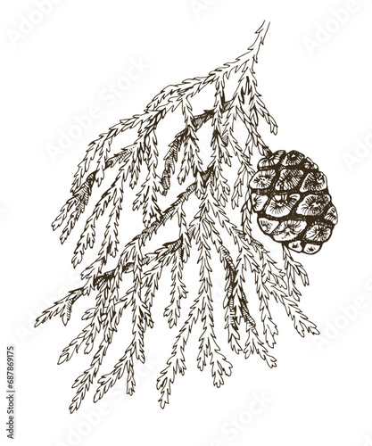 Giant sequoia tree branch vector