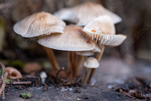 Type species of the Mycena mushroom genus. Many fungi of the Mycena genus sprout on a rotten tree branch photo
