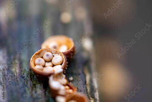 Bird's Nest Fungus (Crucibulum leave) on dead tree photo